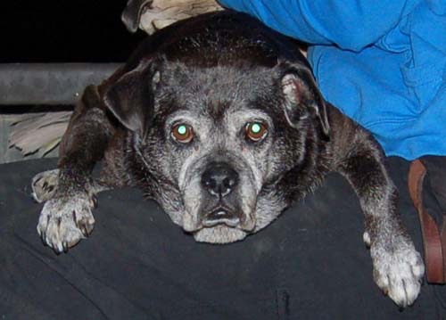 Rap Sunday at the Mountain View Dog Park