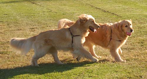 Daisy, Sheba and Gang - Week in Review