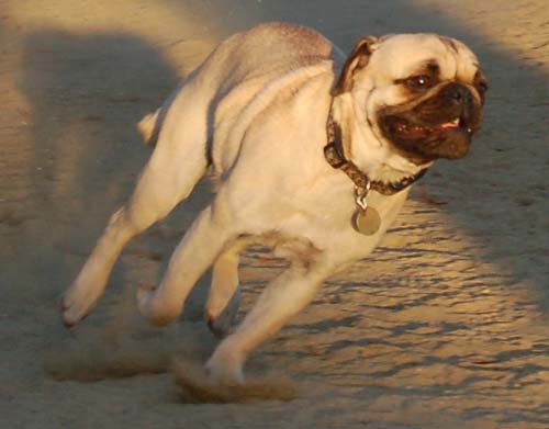 Hug Pug Sunday September 11, 2005