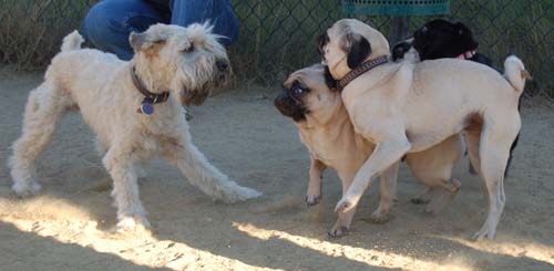 Friendly Pugs