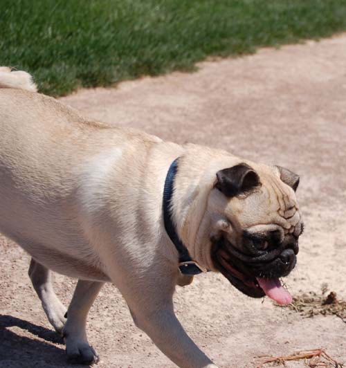 Sheba in the baseball field running the bases