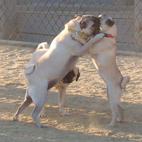 Hug Pug Sunday September 4, 2005