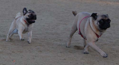Rap Sunday at the Mountain View Dog Park