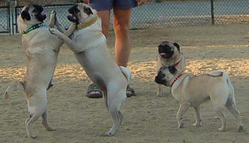 Rap Sunday at the Mountain View Dog Park