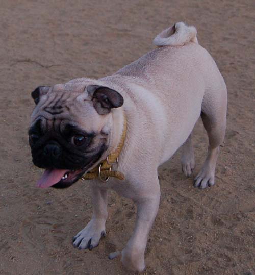 Hug Pug Sunday September 11, 2005