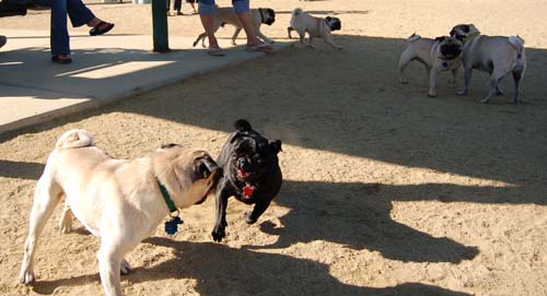 Hug Pug Sunday October 16, 2005