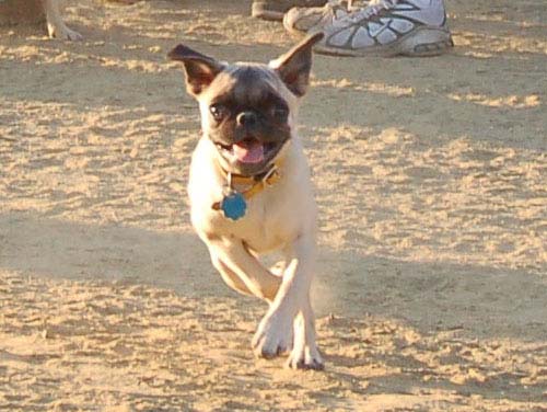 Hug Pug Sunday August 14 2005 - Week in Review