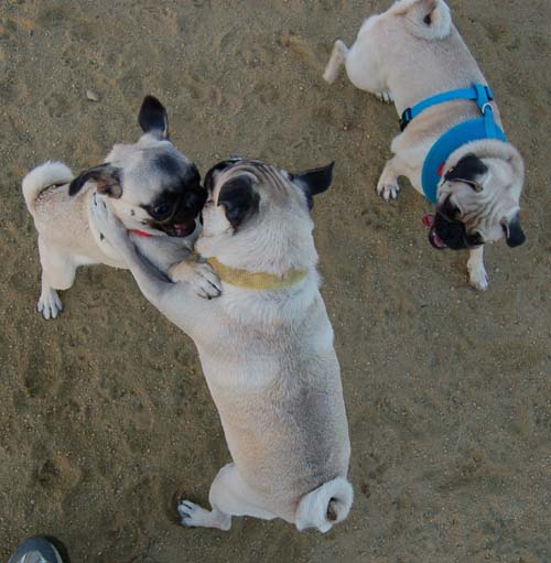 Hug Pug Sunday September 4, 2005