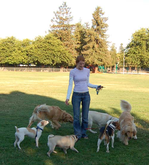 Daisy, Sheba and Gang - Week in Review