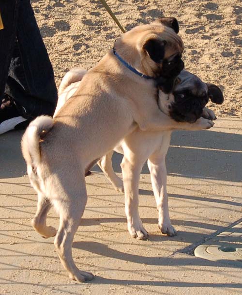 Hug Pug Sunday August 14 2005 - Week in Review