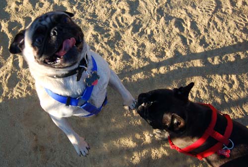 Hug Pug Sunday August 28, 2005