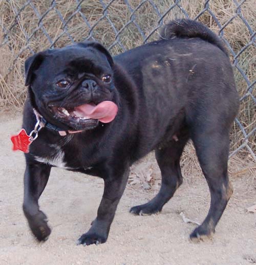 Hug Pug Sunday September 18, 2005