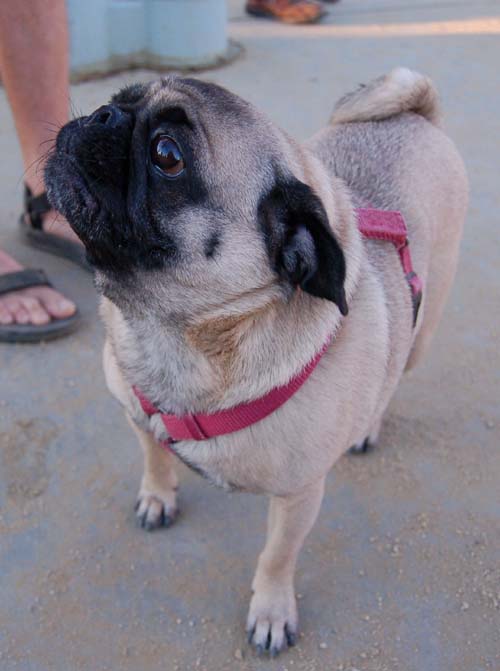 Hug Pug Sunday August 28, 2005