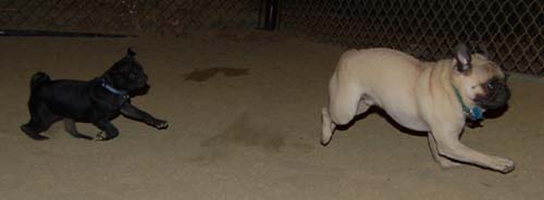 Hug Pug Sunday September 18, 2005