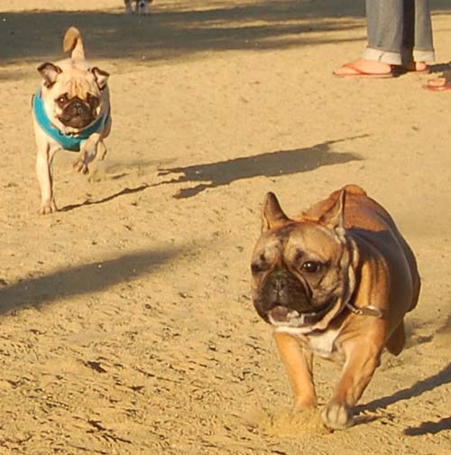 Hug Pug Sunday September 4, 2005