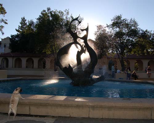 Sheba at White Fountain
