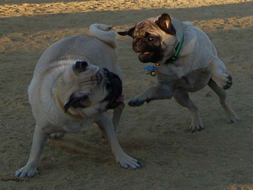 Hug Pug Sunday September 4, 2005
