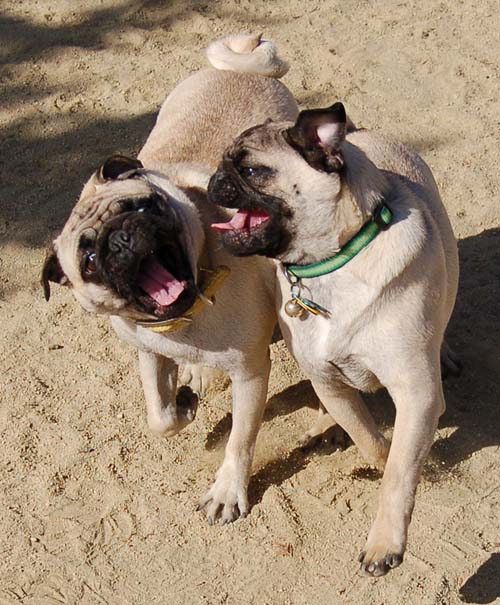 Hug Pug Sunday October 2, 2005