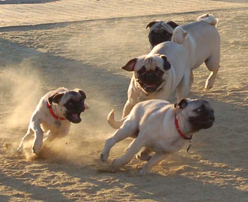 Hug Pug Sunday September 4, 2005