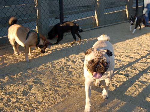 Hug Pug Sunday August 28, 2005