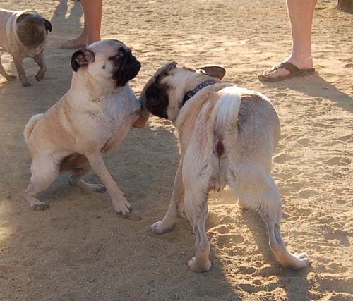Friendly Pugs