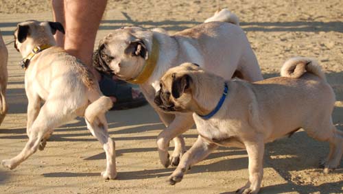 Hug Pug Sunday August 14 2005 - Week in Review