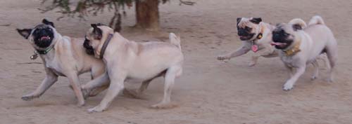 Hug Pug Sunday September 11, 2005