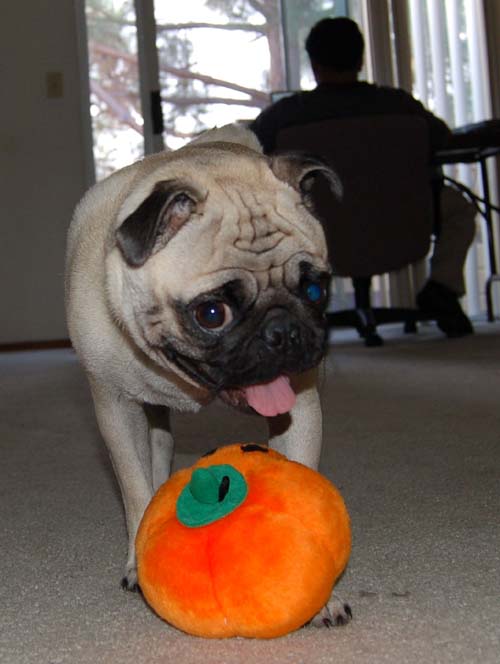 Hug Pug Halloween