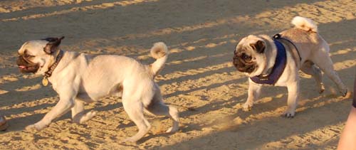 Hug Pug Sunday August 14 2005 - Week in Review