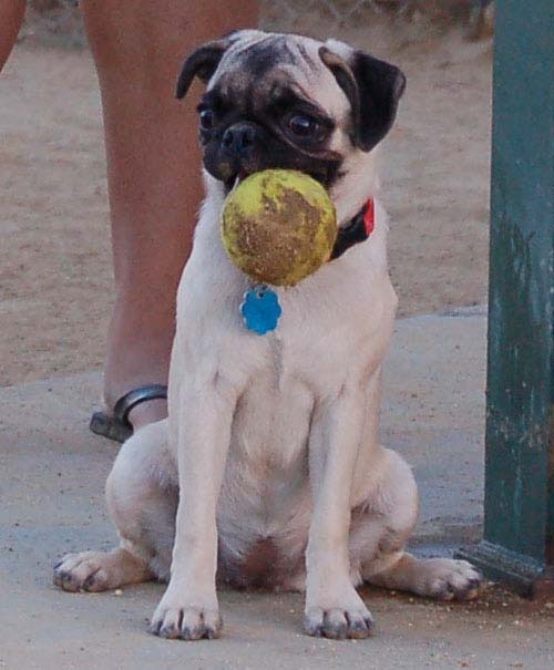 Hug Pug Sunday September 4, 2005
