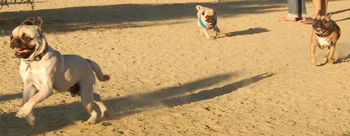 Hug Pug Sunday September 4, 2005