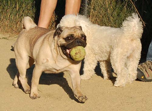 Friendly Pugs