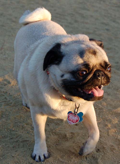 Hug Pug Sunday September 11, 2005