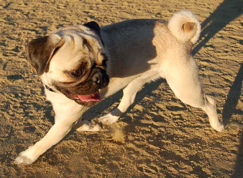 Friendly Pugs