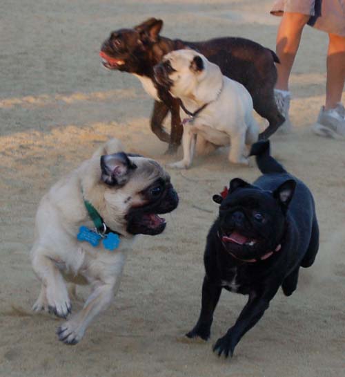 Hug Pug Sunday September 18, 2005