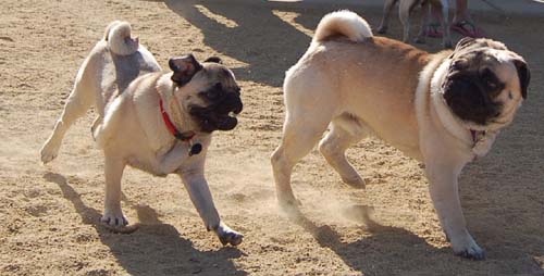 Hug Pug Sunday October 2, 2005