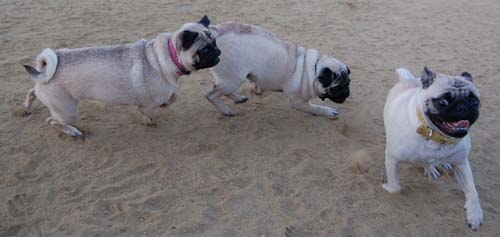 Hug Pug Sunday September 18, 2005