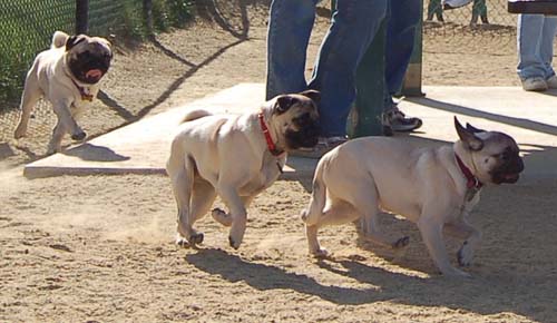 Hug Pug Sunday October 2, 2005