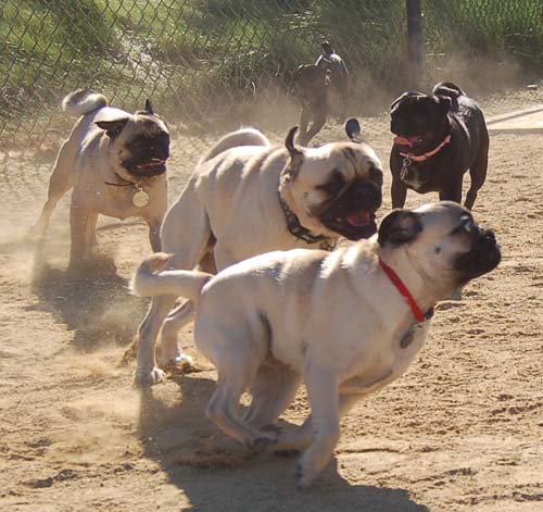 Hug Pug Sunday October 16, 2005