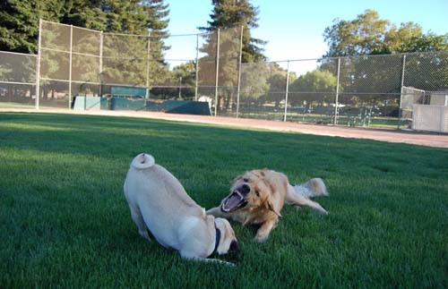 Daisy, Sheba and Gang - Week in Review