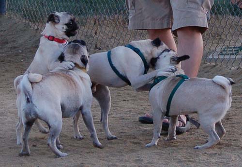 Hug Pug Sunday September 11, 2005