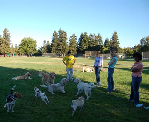 Daisy, Sheba and Gang - Week in Review