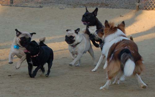 Hug Pug Sunday September 18, 2005