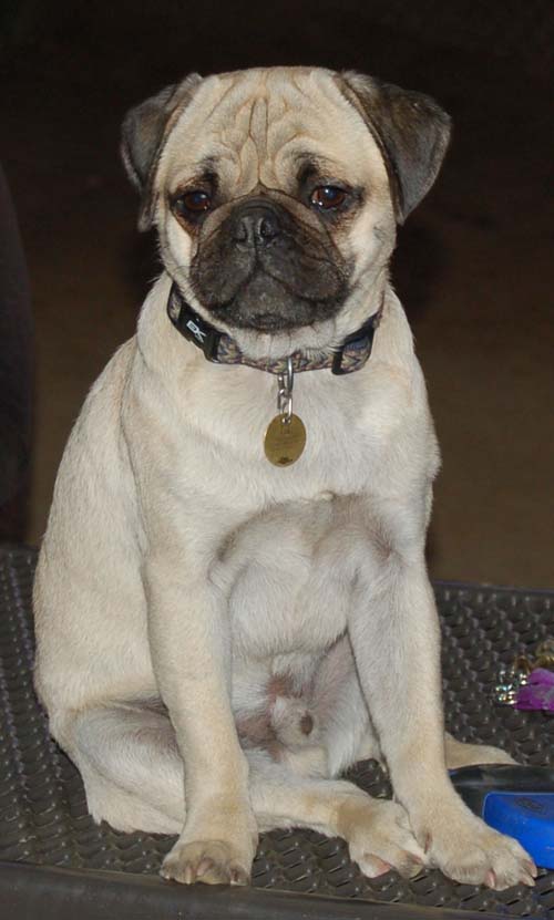 Hug Pug Sunday September 18, 2005