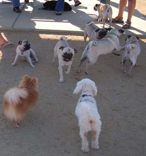 Hug Pug Sunday October 16, 2005