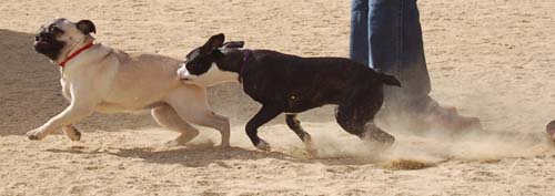 Hug Pug Sunday October 2, 2005