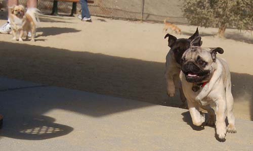 Hug Pug Sunday October 2, 2005