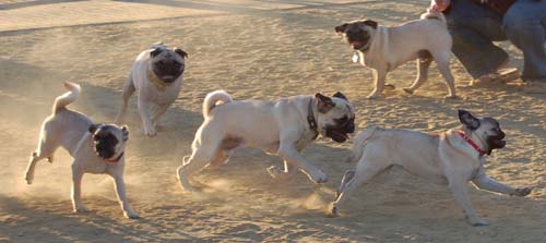 Hug Pug Sunday September 4, 2005