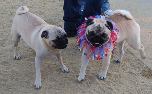 Hug Pug Sunday September 11, 2005