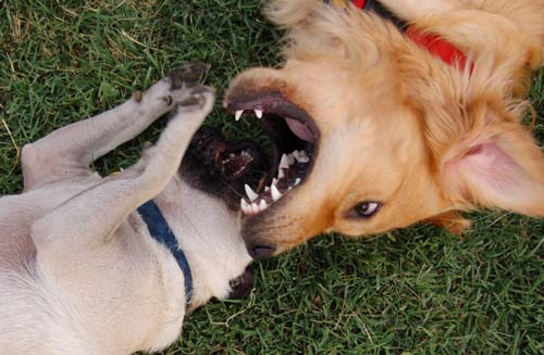 Daisy and Sheba fall down fighting